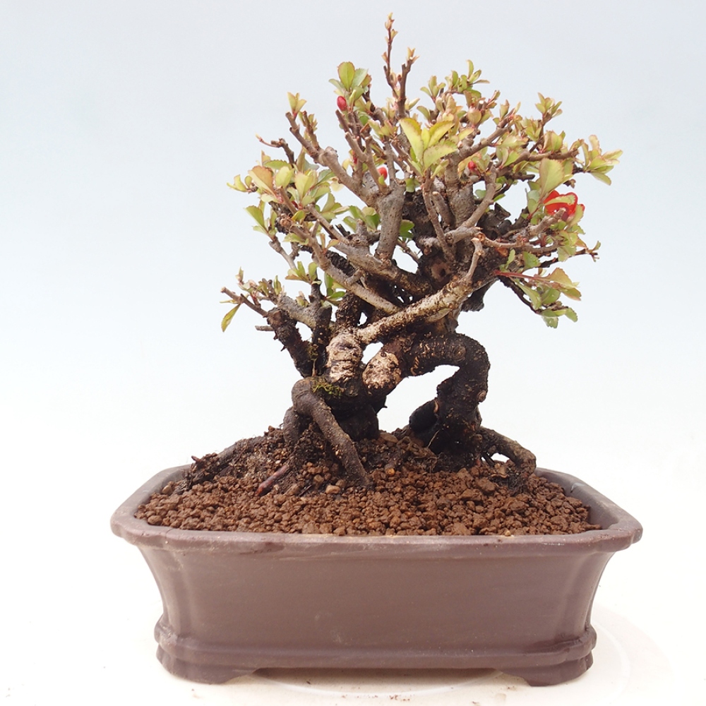 Bonsai zewnętrzne - Chaneomeles speciosa - Pigwa