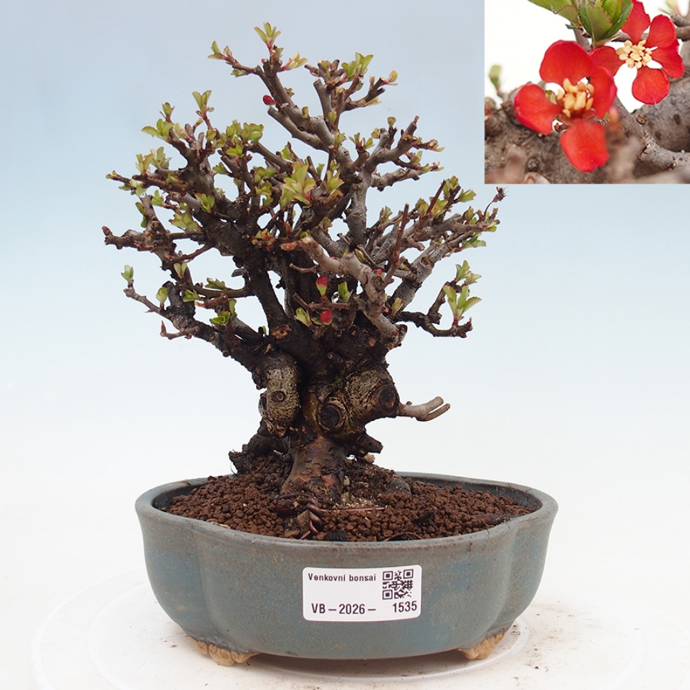 Bonsai zewnętrzne - Chaneomeles speciosa - Pigwa