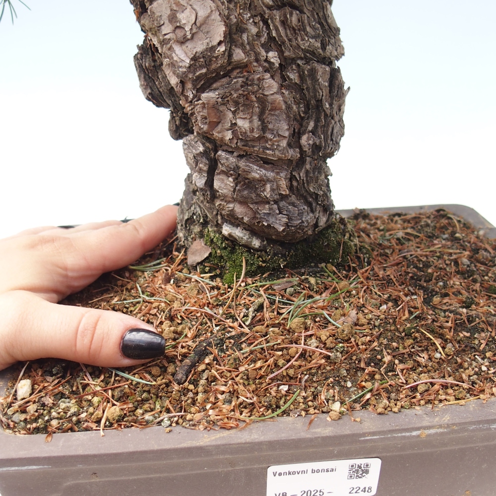 Outdoor bonsai - Pinus parviflora - Mała sosna