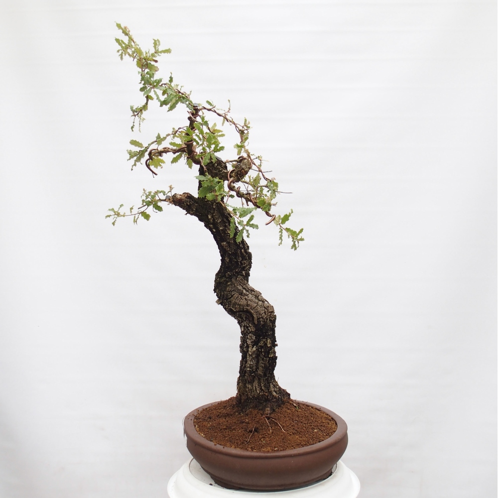 Yamadori - Quercus Ilex - Dąb ostrokrzewowy