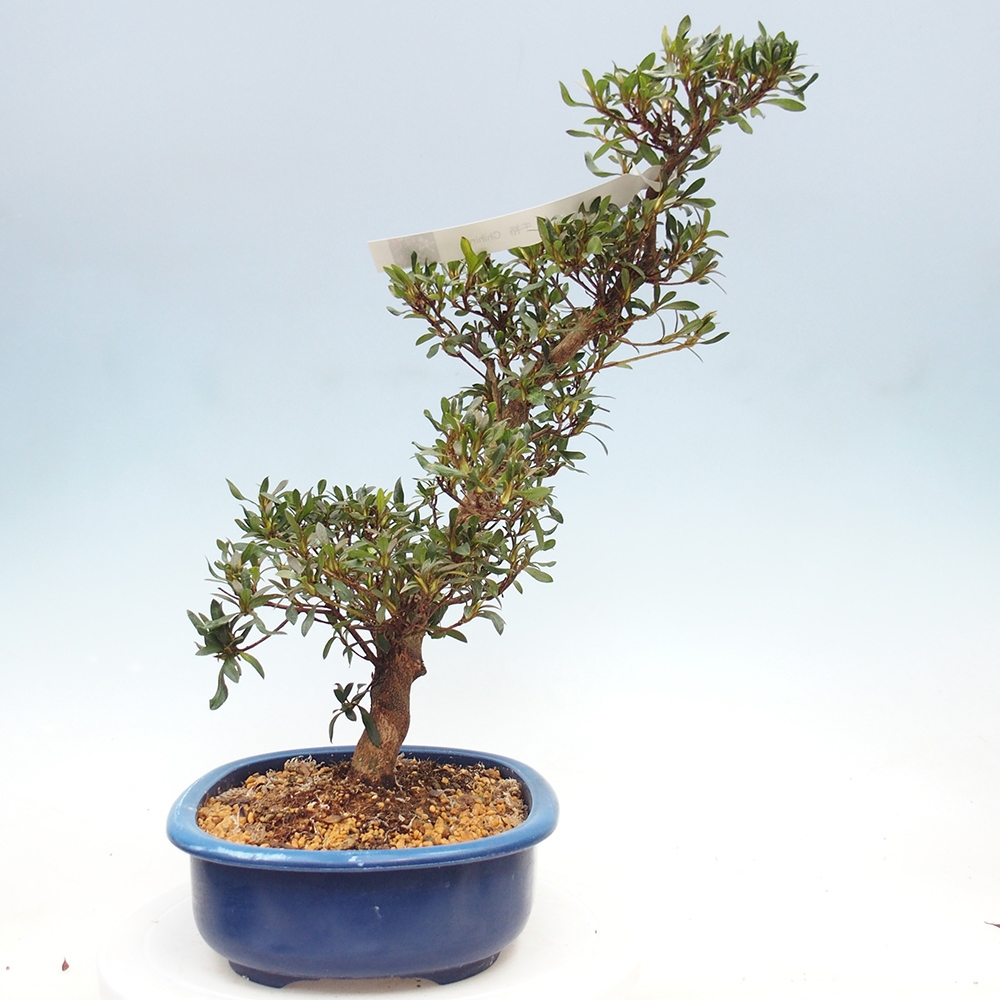 Bonsai zewnętrzne - Azalia japońska - Azalia CHIHIRO