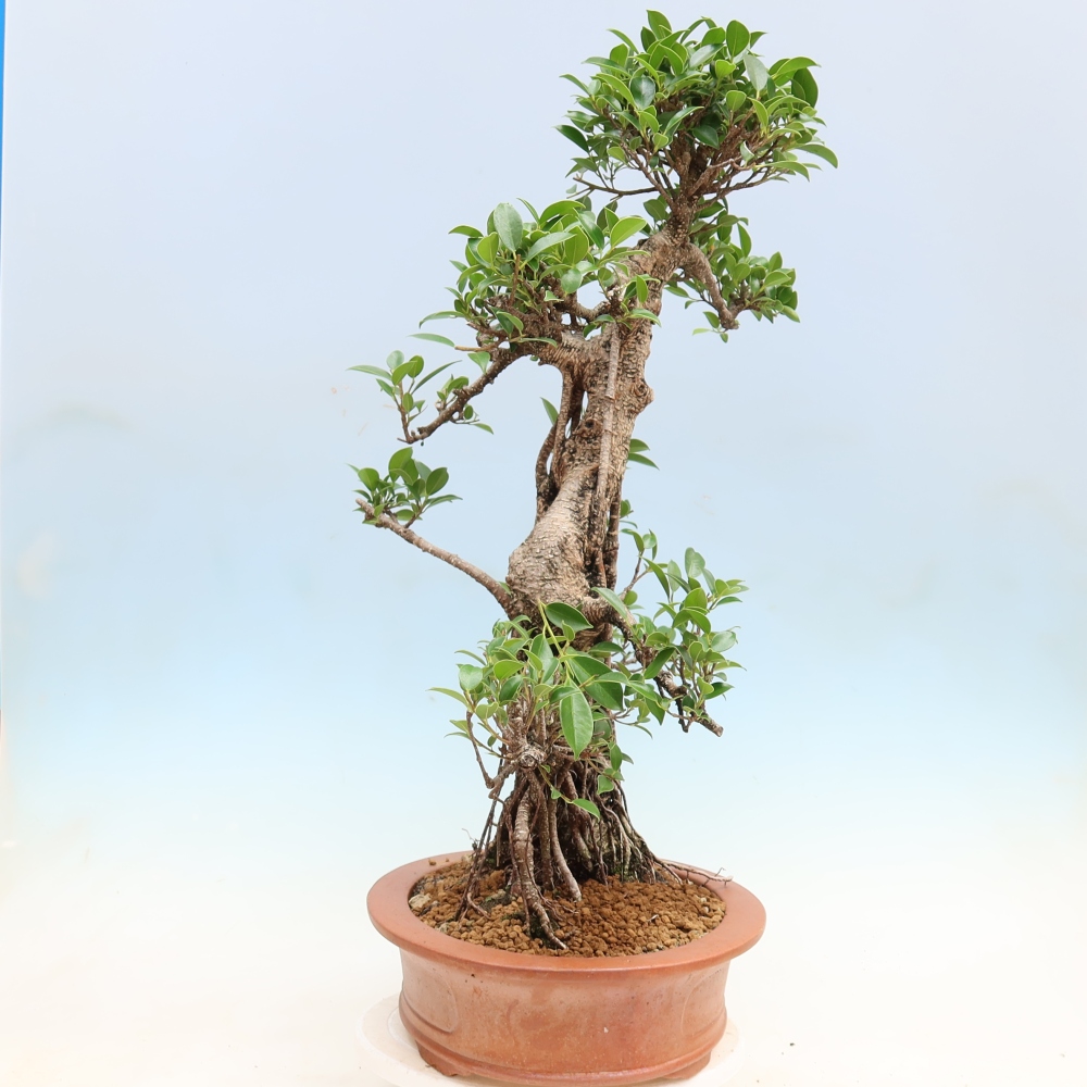 Pokój bonsai - Ficus kimmen - figowiec drobnolistny
