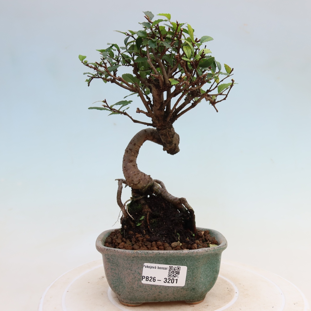 Pokój bonsai - Ulmus parvifolia - Wiąz drobnolistny