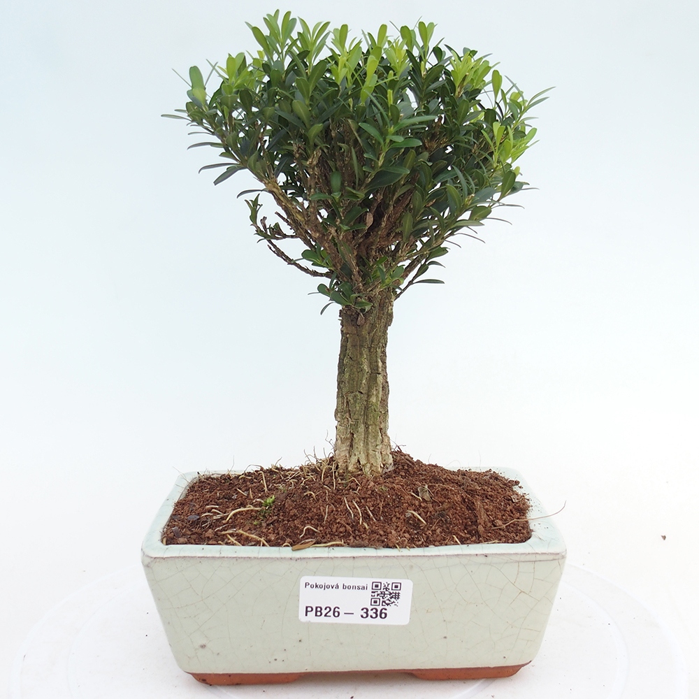 Pokój bonsai - Buxus harlandii - buxus korkowy