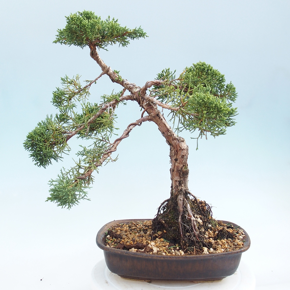 Outdoor bonsai - Juniperus chinensis Kishu - chiński jałowiec