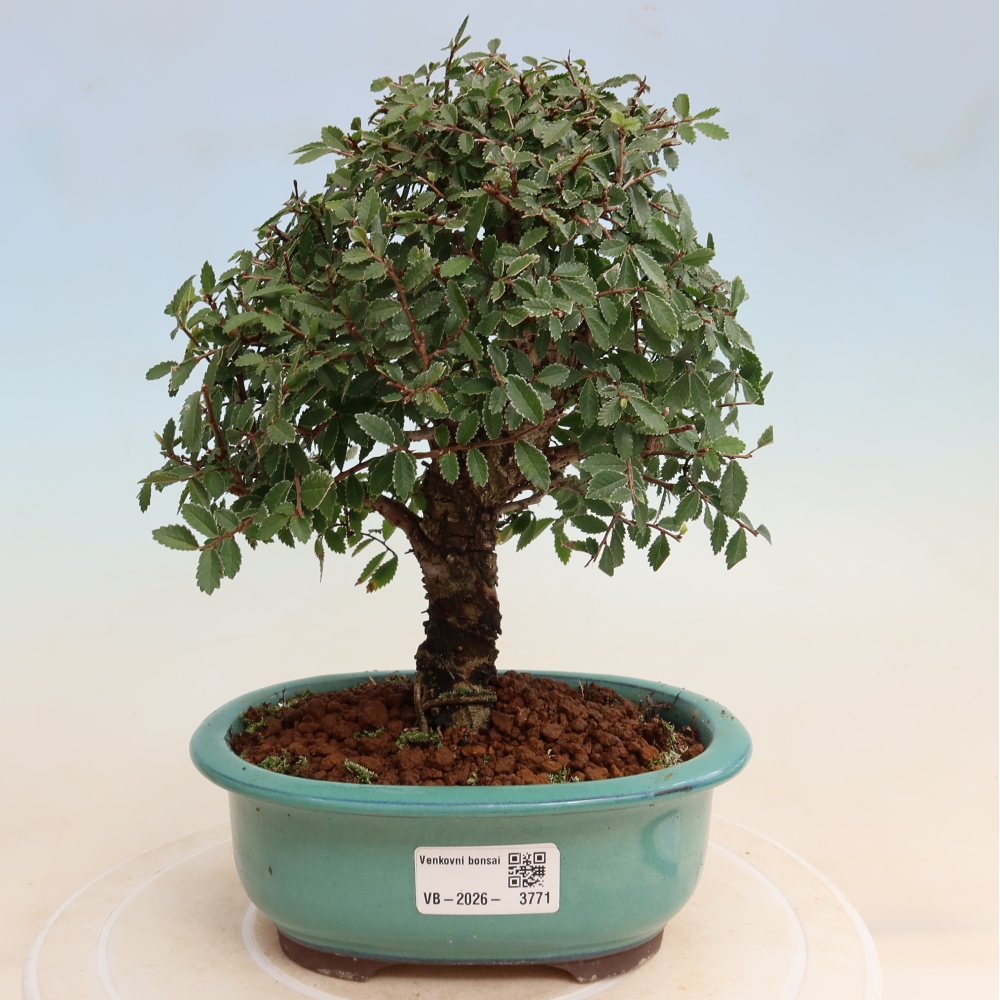 Bonsai zewnętrzne - Zelkova - Zelkova NIRE