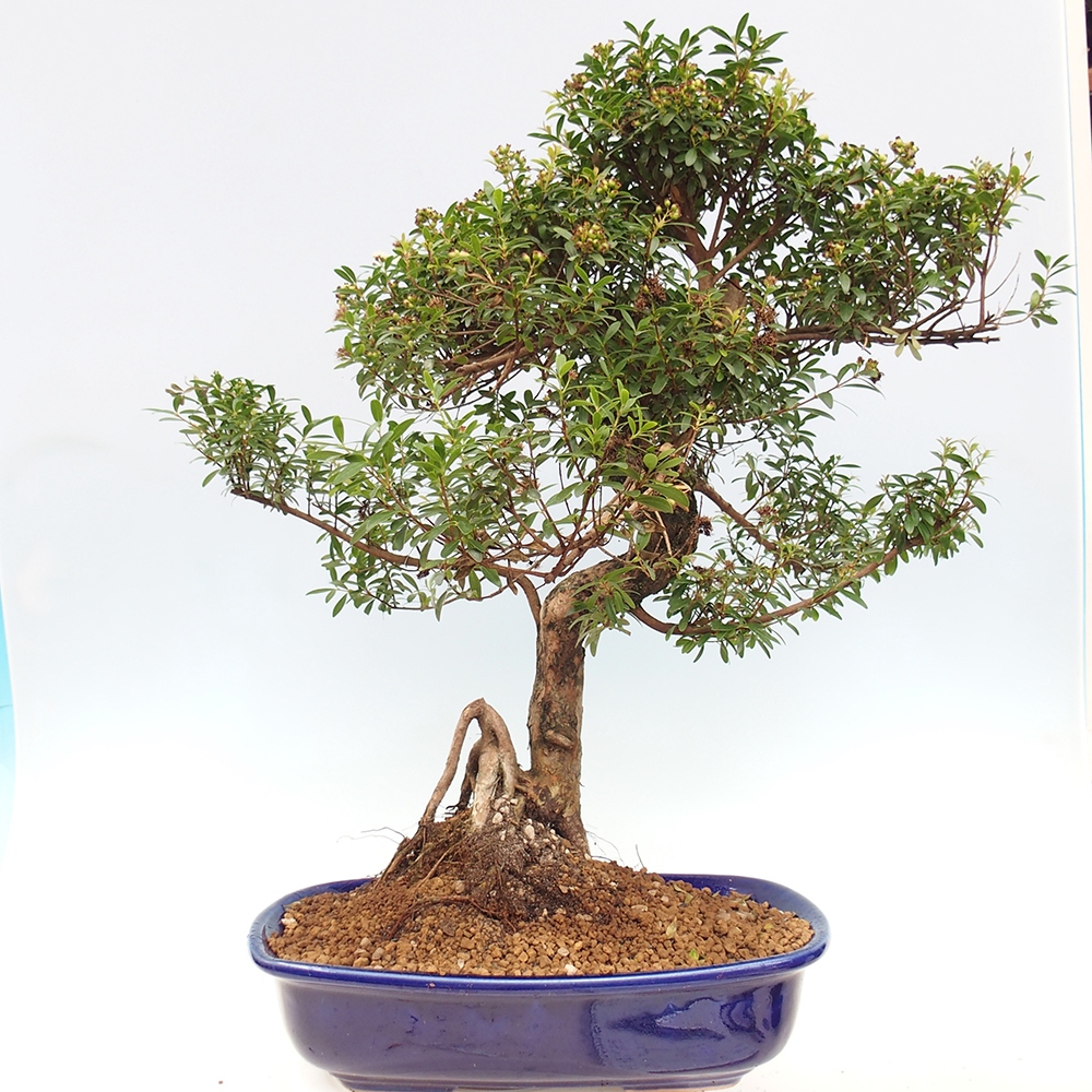Indoor bonsai - Syzygium - Pimento - WYŁĄCZNIE ODBIÓR OSOBISTY lub transport paletowy