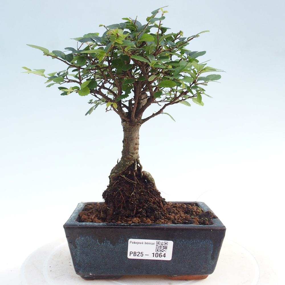 Bonsai wewnętrzne - Ulmus parvifolia - Wiąz drobnolistny