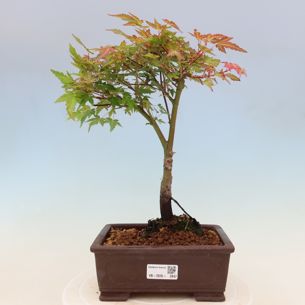 Klon pospolity - Acer palmatum Beni Tsukasa
