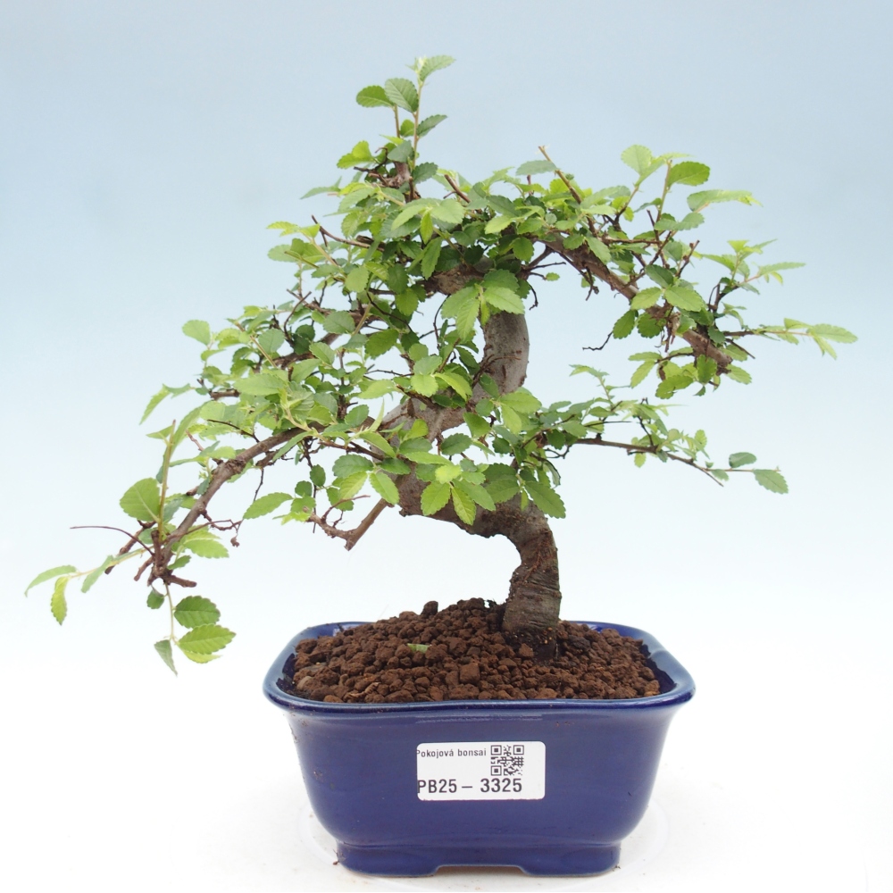Pokój bonsai - Ulmus parvifolia - Wiąz drobnolistny