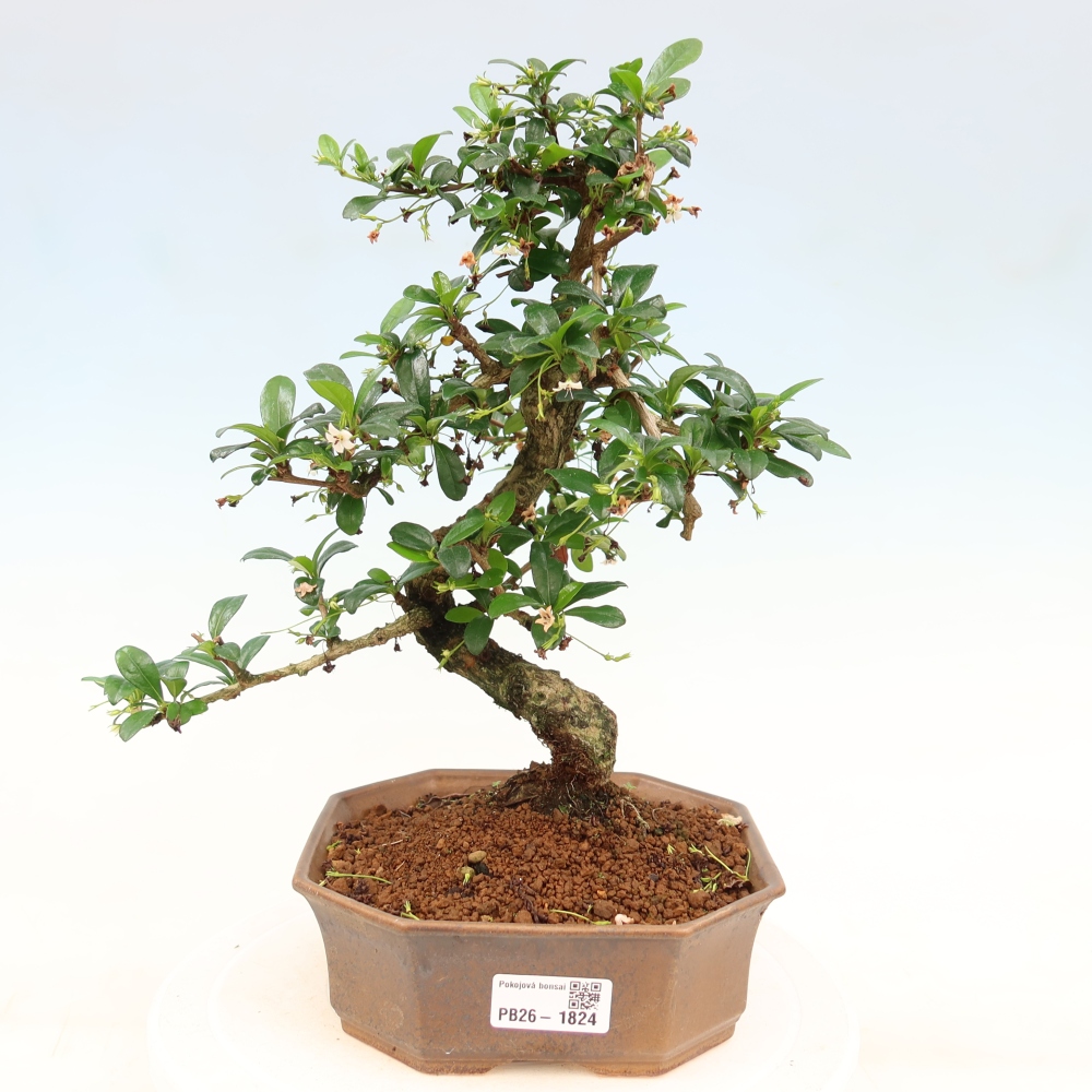 Bonsai pokojowe - Carmona macrophylla - Tea fuki