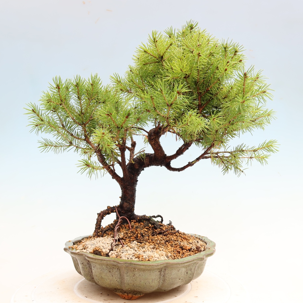 Bonsai ogrodowe – Świerk szary – Picea glauca globe