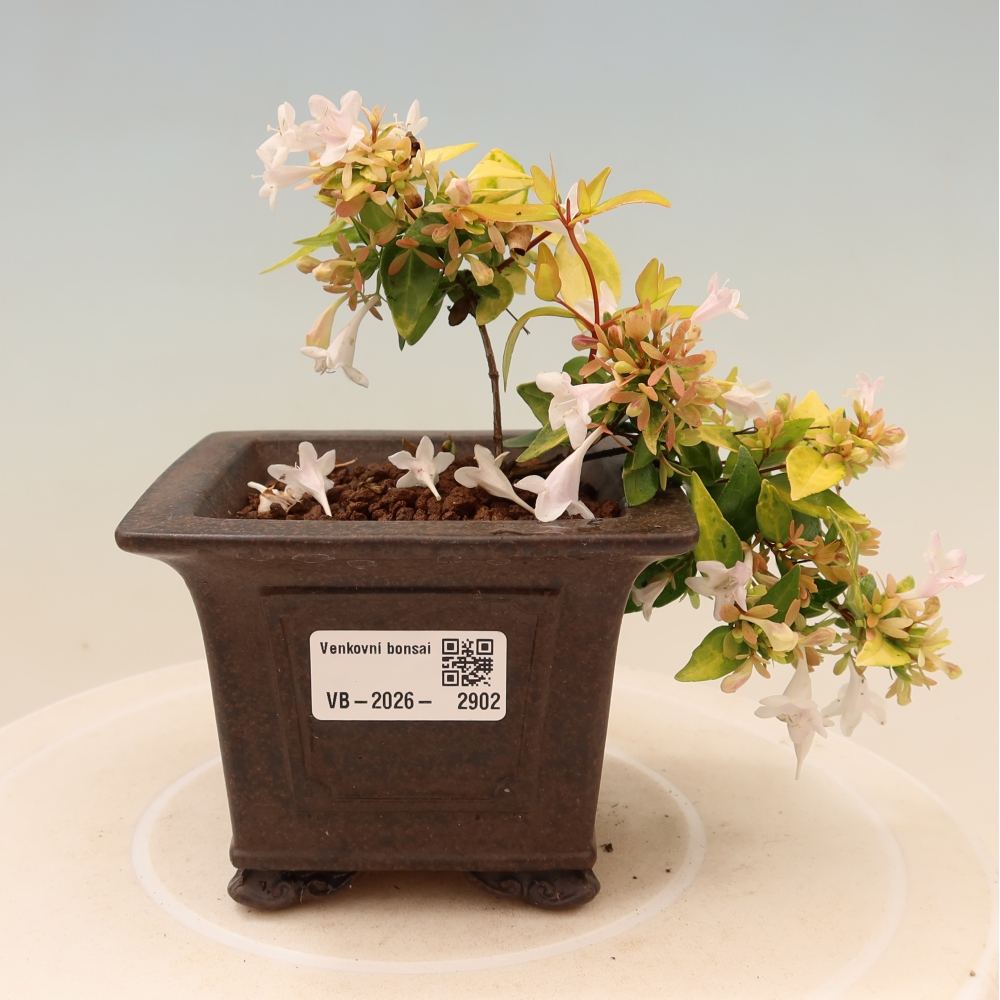 Bonsai ogrodowe – Abelia gr. Kleidoscope – Abelia wielkokwiatowa