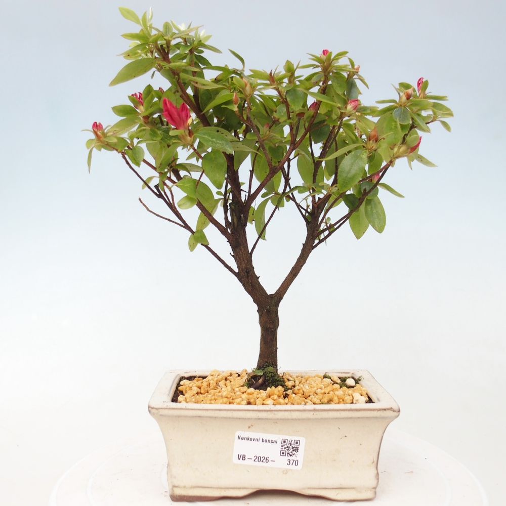 Outdoor bonsai - Azalia japońska - Azalea sp.