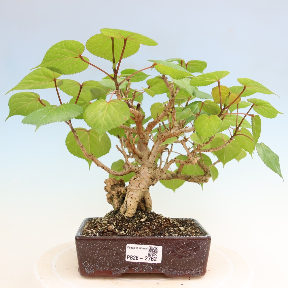 Bonsai domowe - Hibiscus tiliaceus - Hibiskus morski