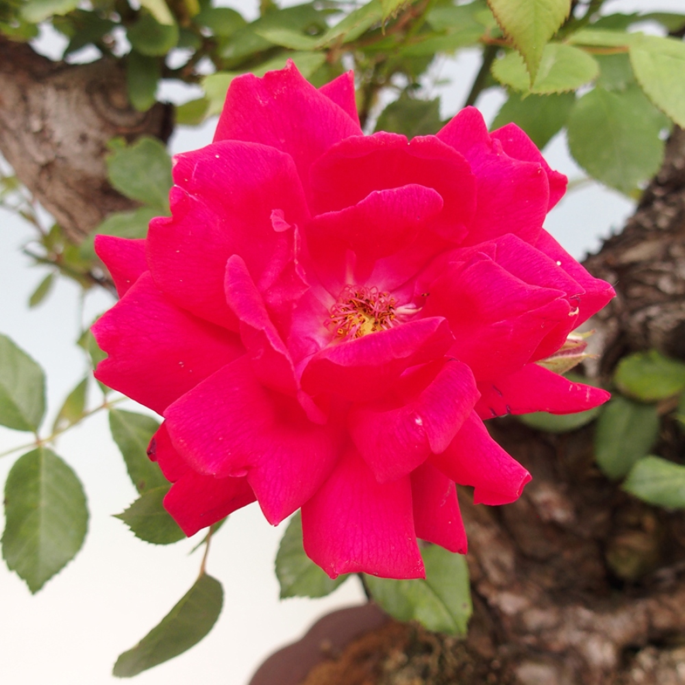 Bonsai na zewnątrz - Rosa Kordes - róża 