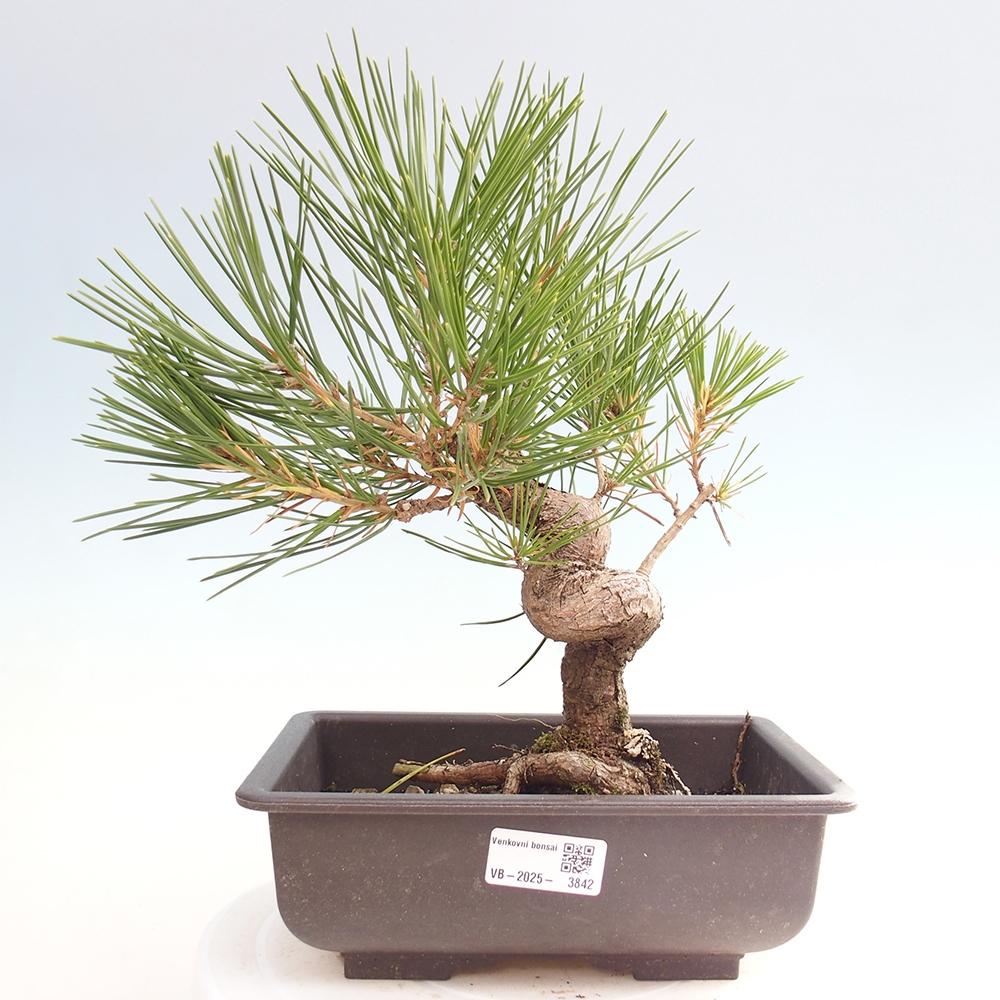 Outdoor bonsai - Pinus thunbergii - sosna Thunberga