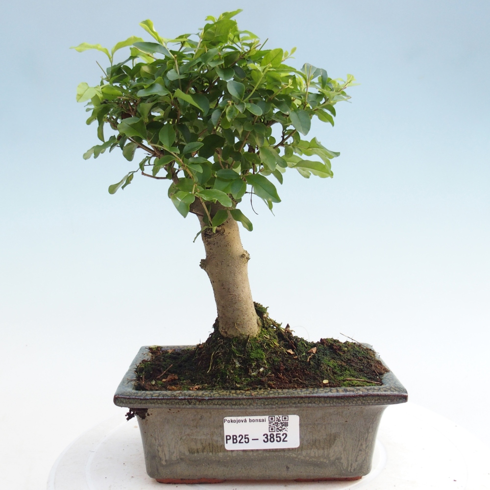 Pokój bonsai - Ligustrum chinensis - Dziób ptaka