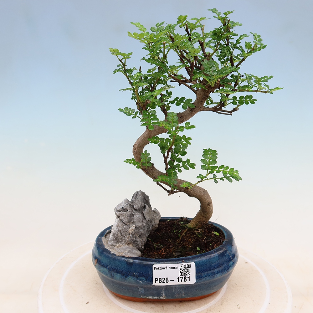 Pokój bonsai - Zantoxylum piperitum - drzewo pieprzowe
