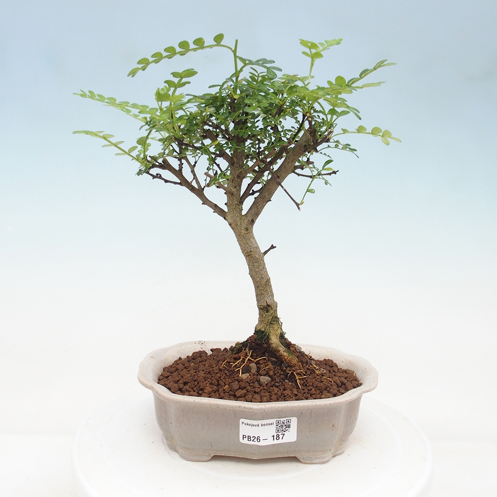 Pokój bonsai - Zantoxylum piperitum - drzewo pieprzowe