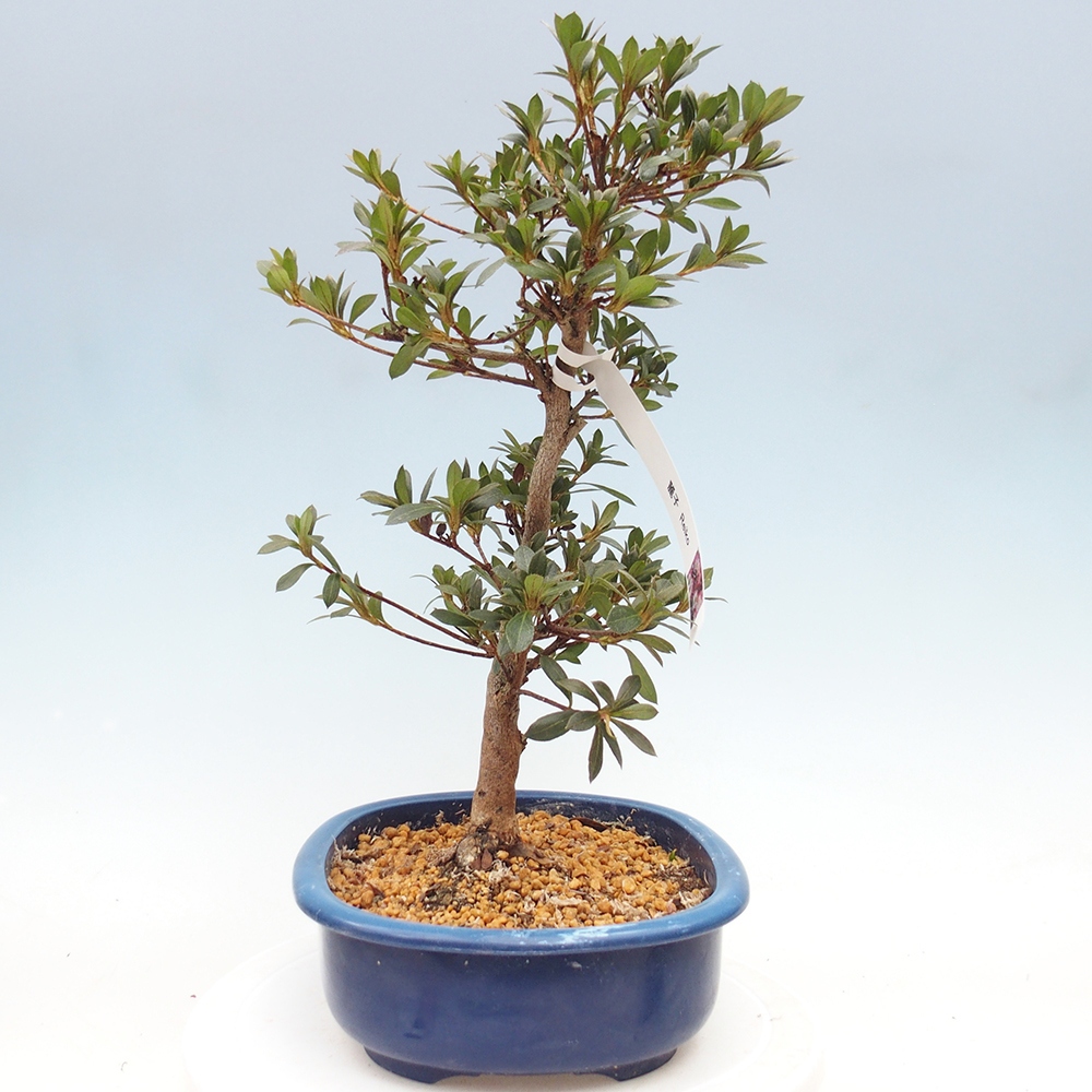 Bonsai zewnętrzne - Azalia japońska - Azalia Reiko