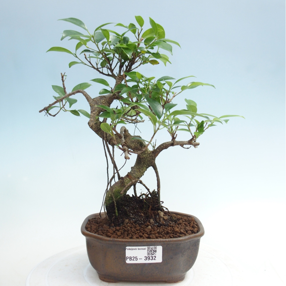 Pokój bonsai - Ficus retusa - figowiec drobnolistny