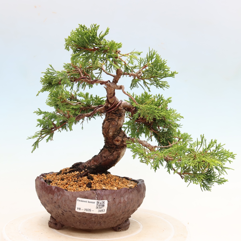 Bonsai ogrodowe – Juniperus chinensis Itoigawa – jałowiec chiński