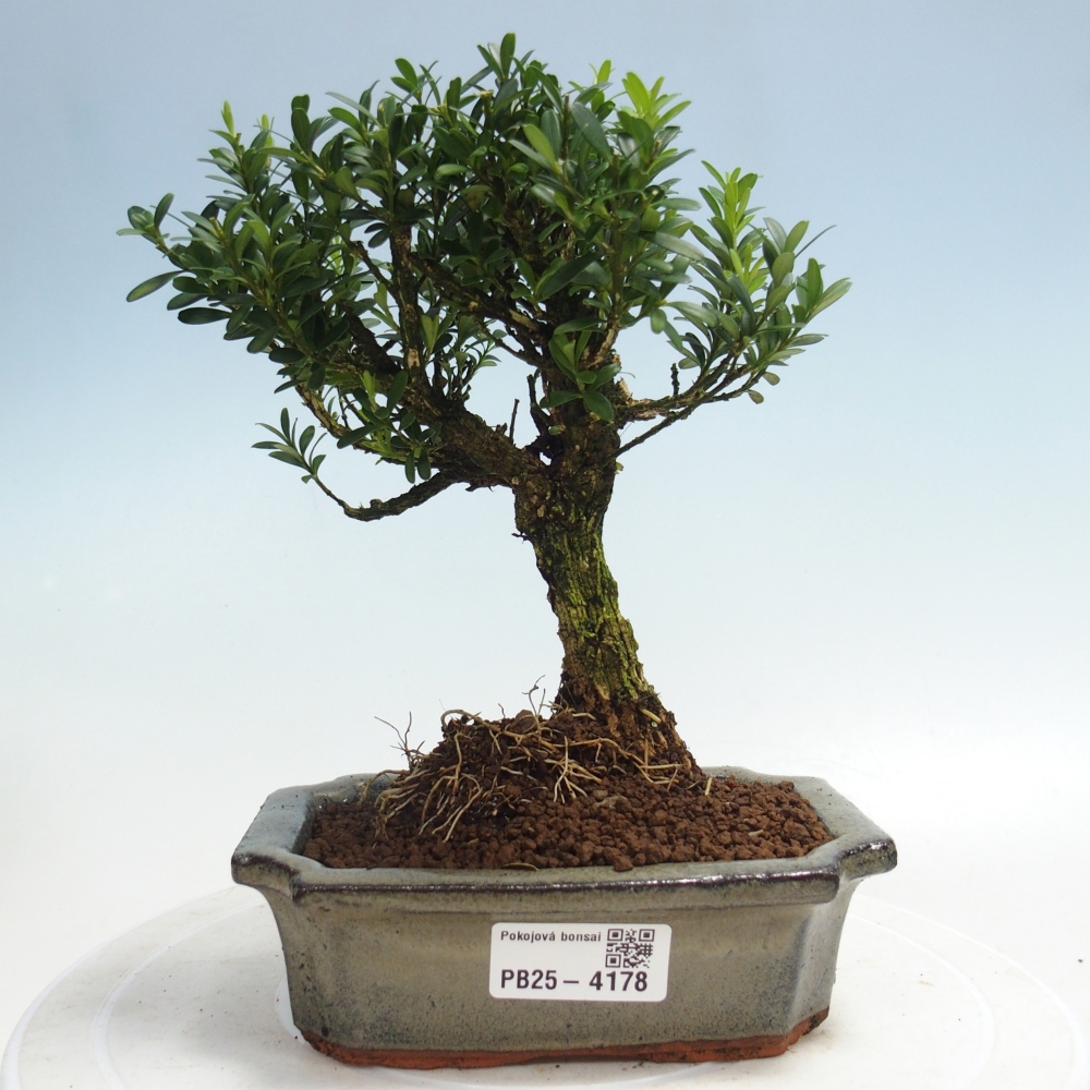 Pokój bonsai - Buxus harlandii - buxus korkowy