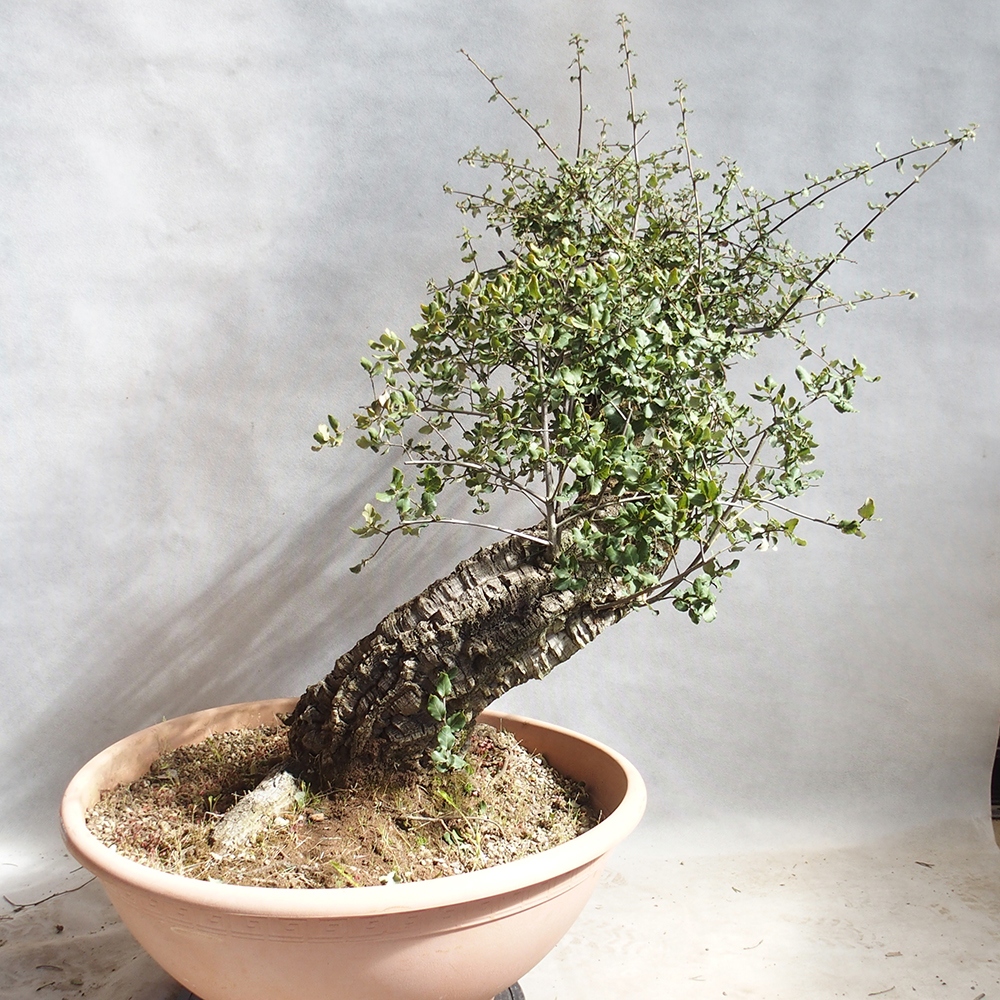 Bonsai zewnętrzne Quercus suber