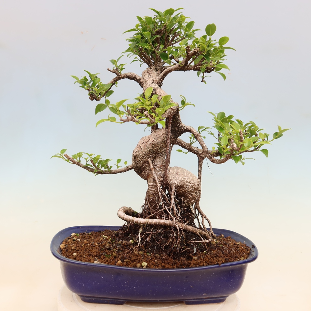 Pokój bonsai - Ficus kimmen - figowiec drobnolistny