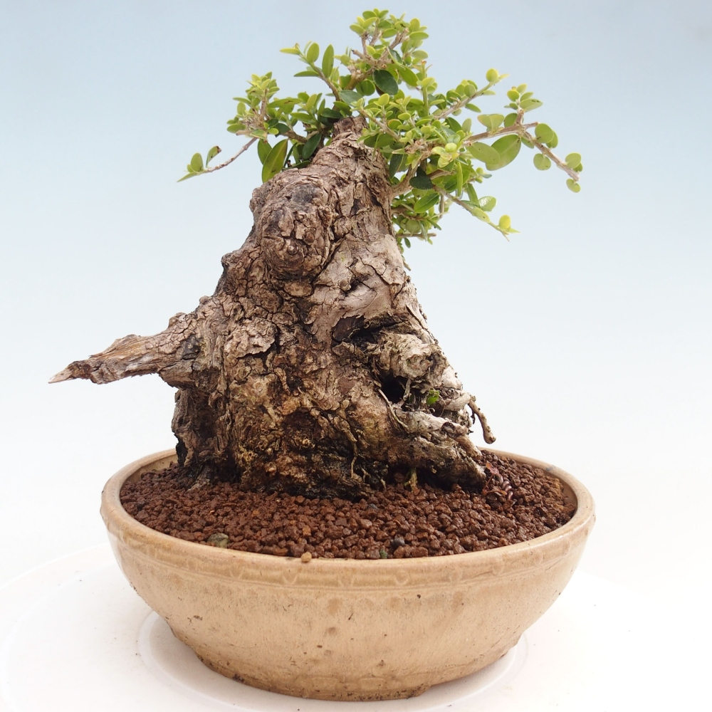 Kryte bonsai - Olea europaea sylvestris - Europejska oliwa z małych liści