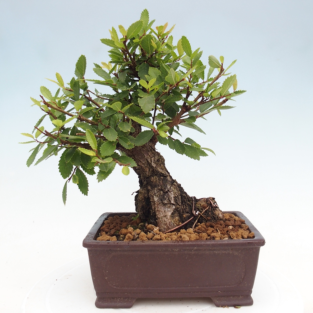 Bonsai zewnętrzne - Zelkova - Zelkova NIRE