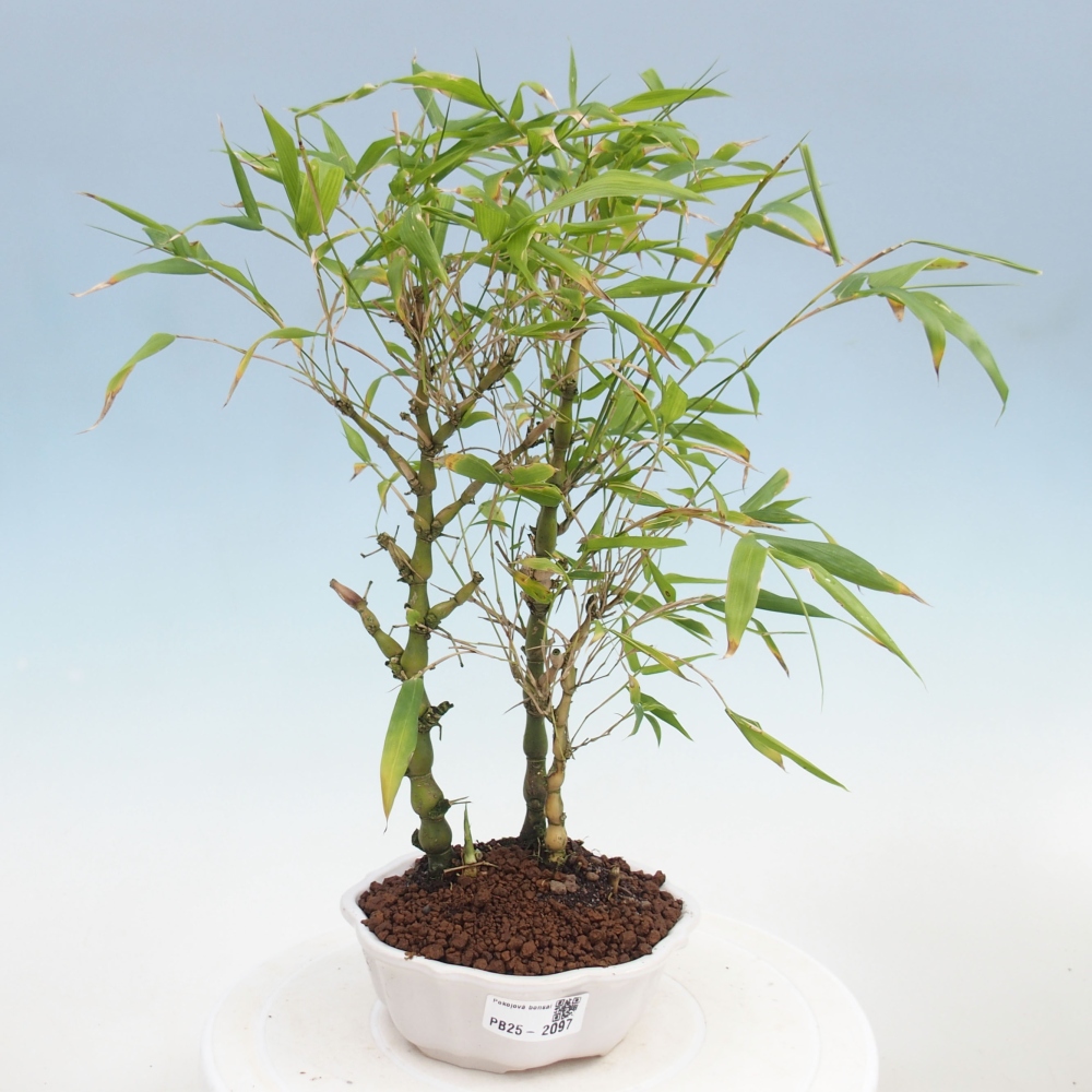 Bonsai wewnętrzne - Bambusowy Budda - Brzuch Bambusowego Buddy