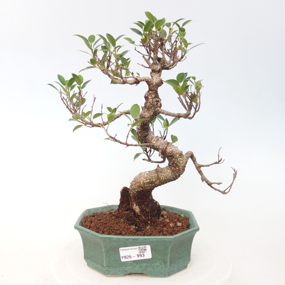 Pokój bonsai - Ficus retusa - figowiec drobnolistny