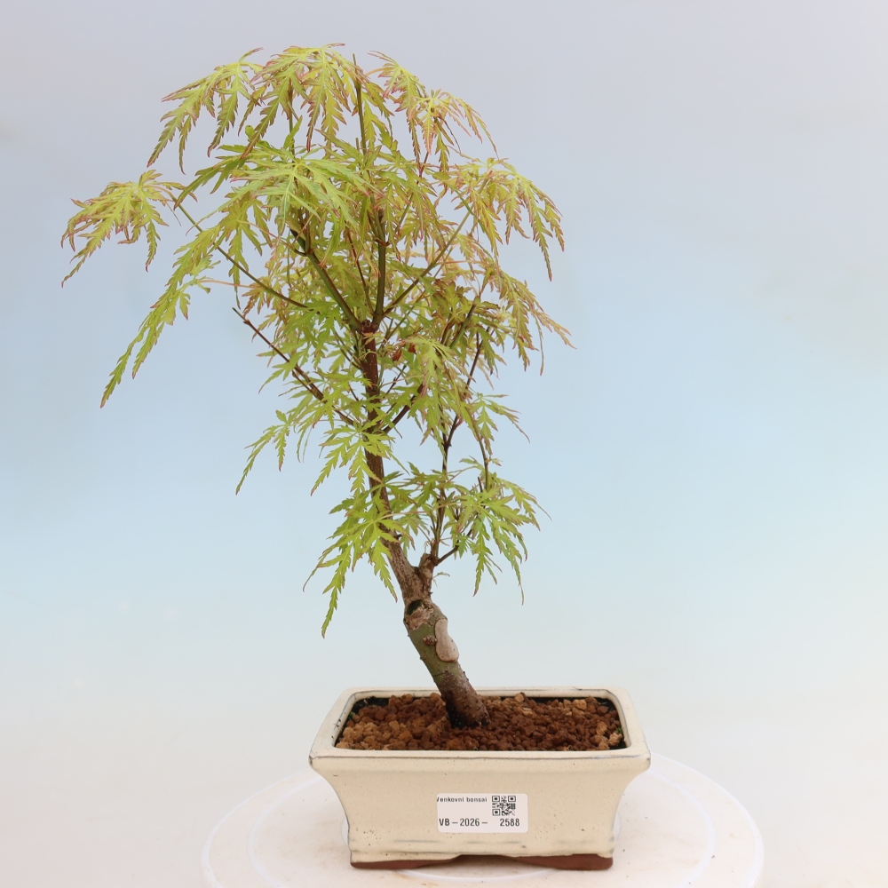 Bonsai ogrodowe – Acer palmatum Dissectum – klon palmowy 