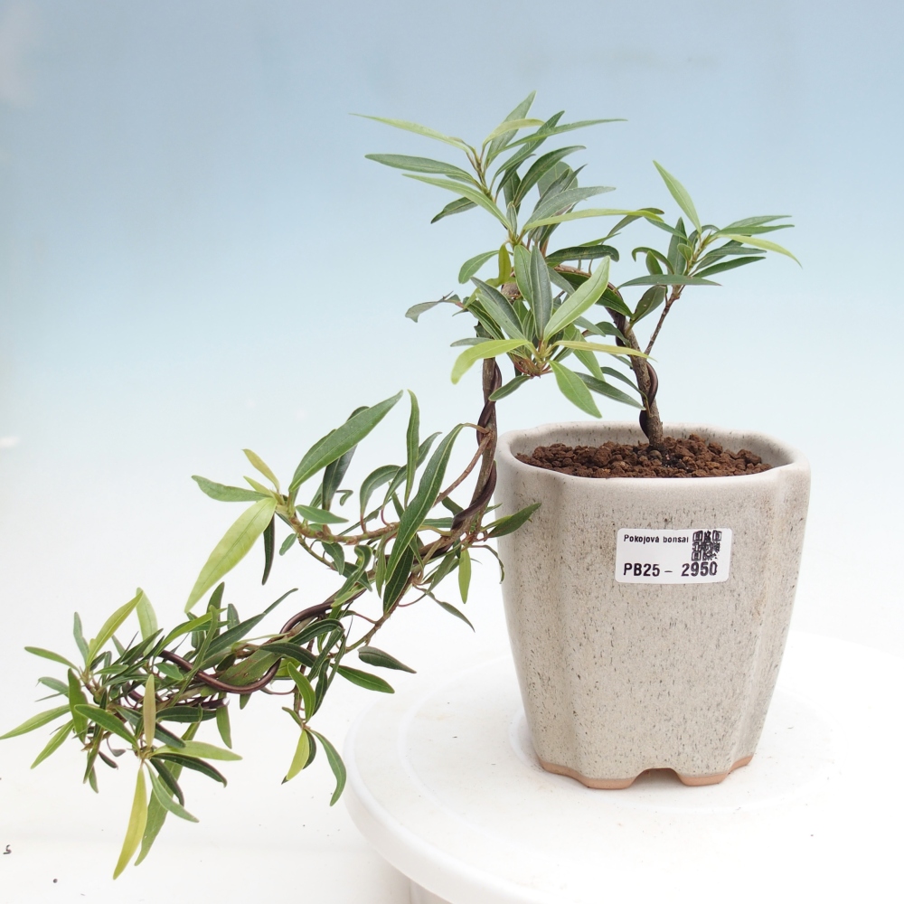 Bonsai wewnętrzne - Ficus nerifolia - figowiec drobnolistny