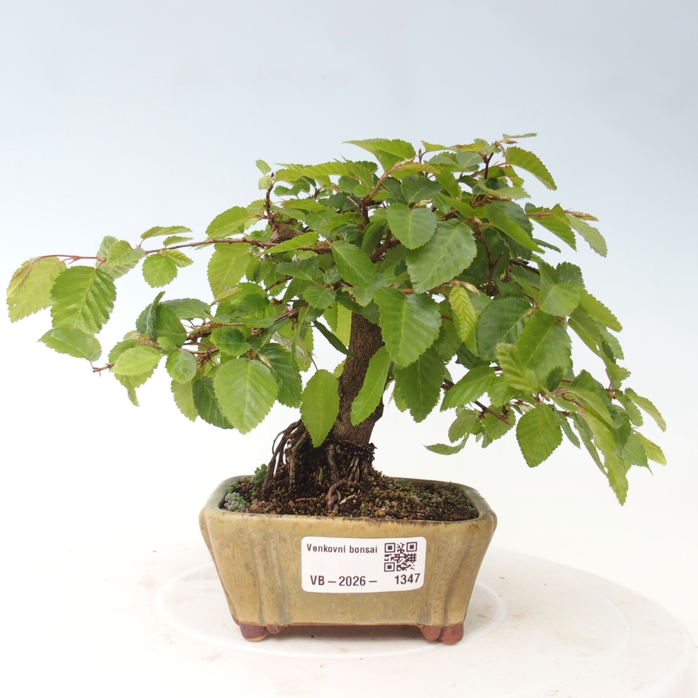 Outdoor bonsai - Carpinus CARPINOIDES - grab koreański