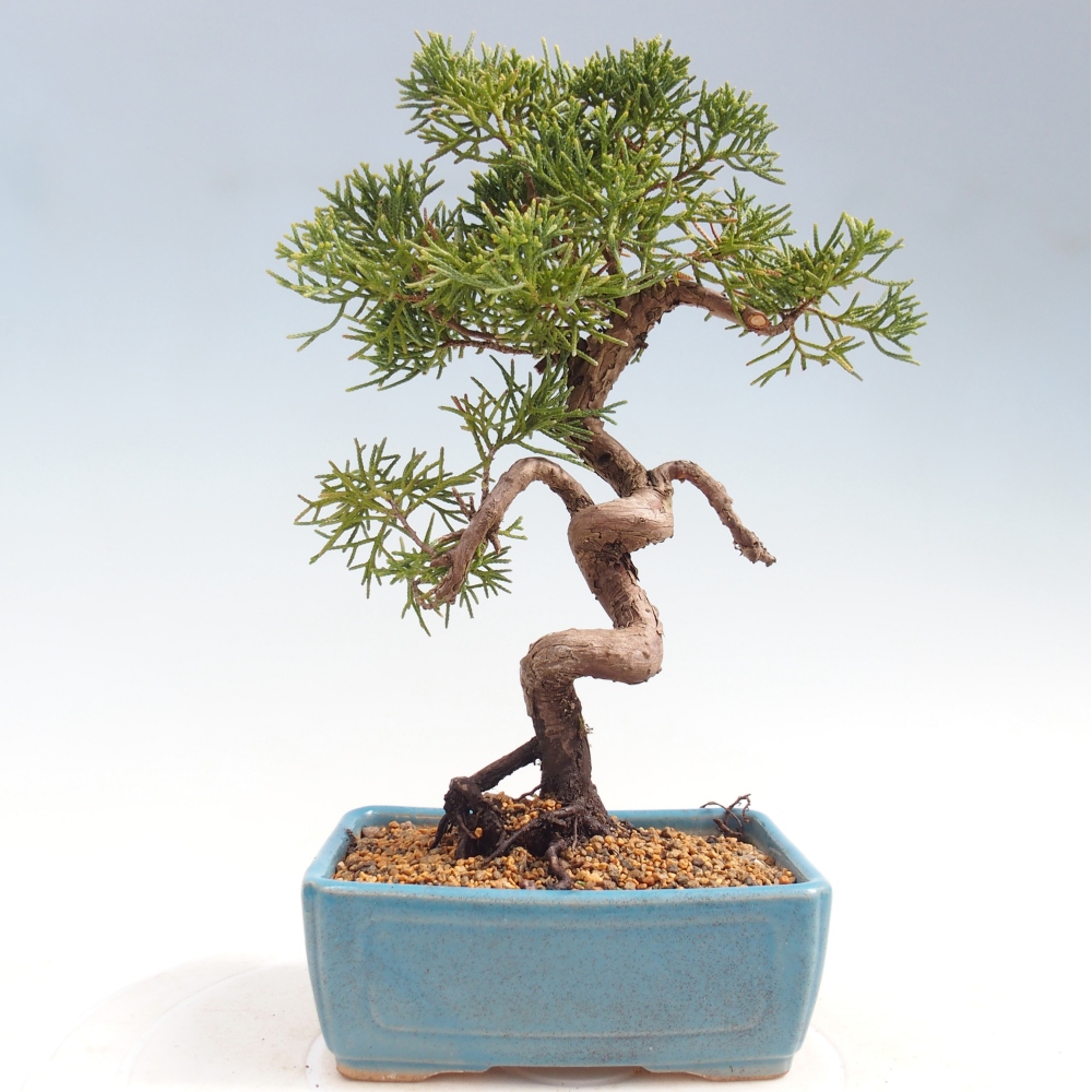 Outdoor bonsai - Juniperus chinensis Kishu