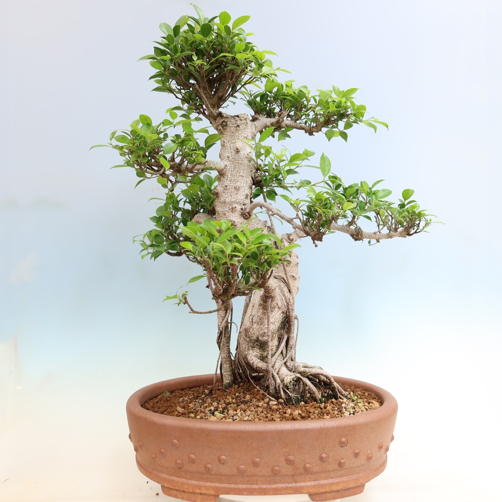 Pokój bonsai - Ficus kimmen - figowiec drobnolistny
