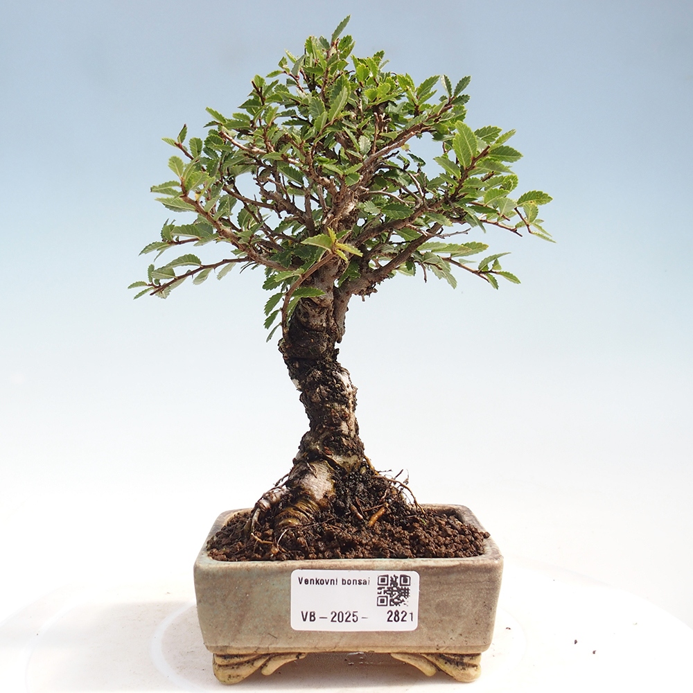 Outdoor bonsai - Zelkova - Zelkova NIRE