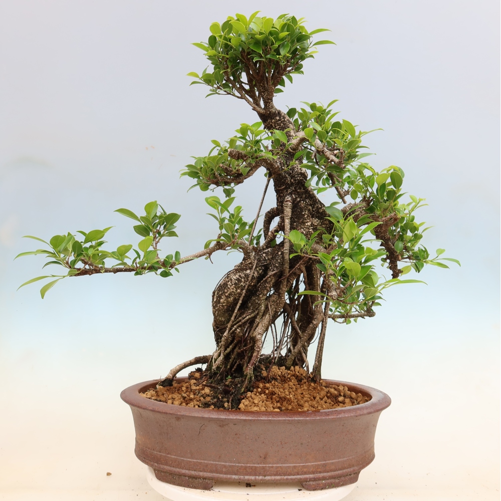 Pokój bonsai - Ficus kimmen - figowiec drobnolistny