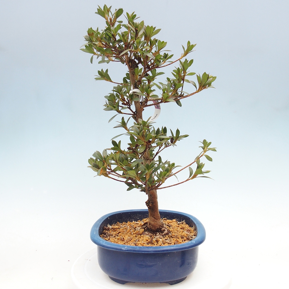 Bonsai zewnętrzne - Azalia japońska - Azalia Reiko