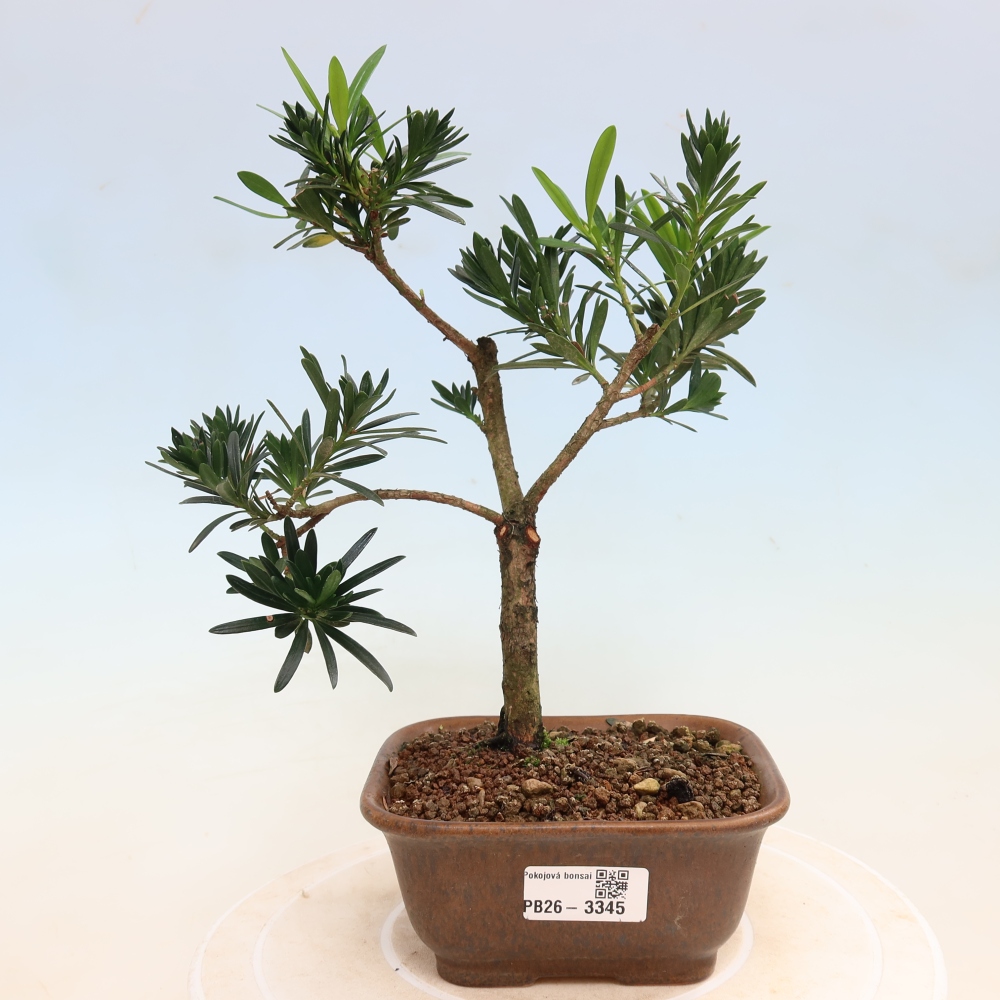 Pokój bonsai - Podocarpus - Kamienny cis