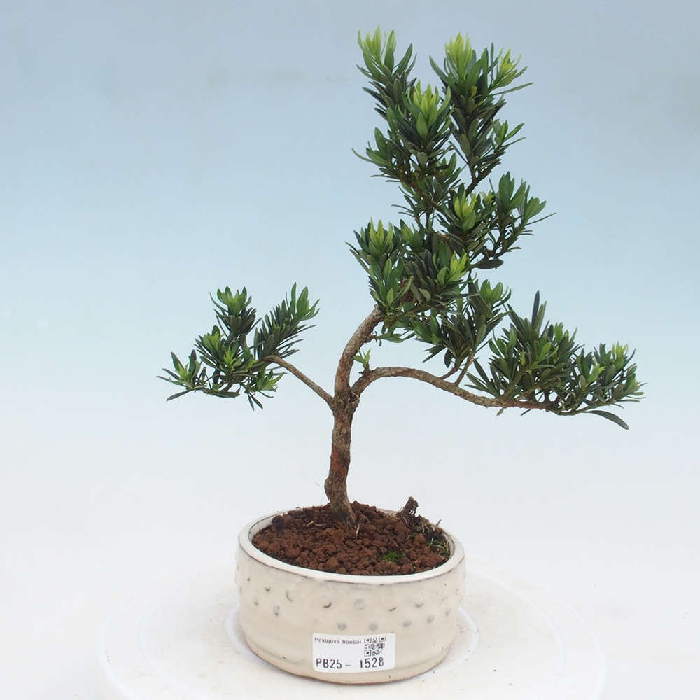 Kryty bonsai - Podocarpus - Kamień tys