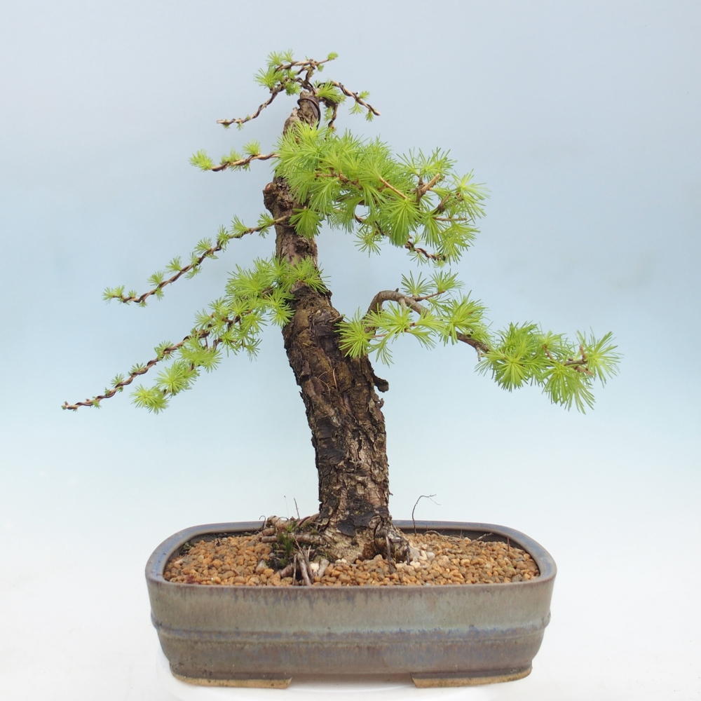 Bonsai zewnętrzne - Larix decidua - Modrzew