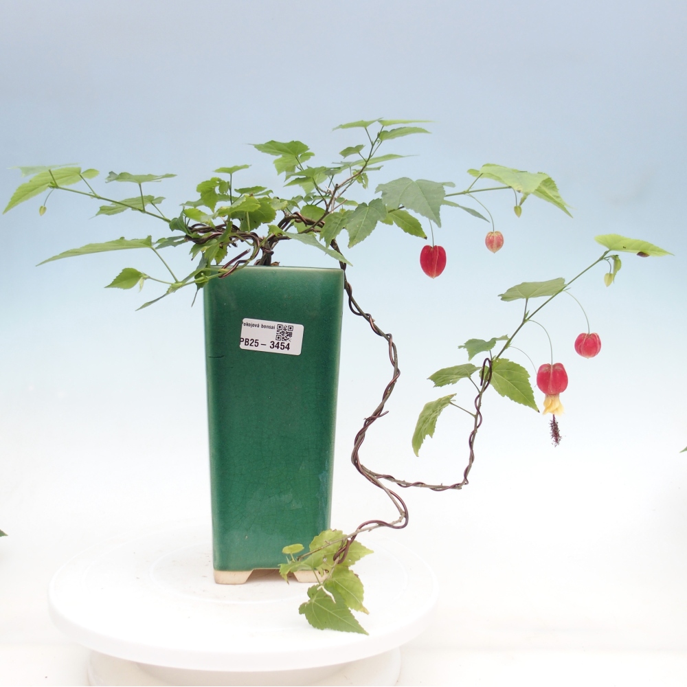 Bonsai domowe - Abutilon Big Bell - Cloudberry