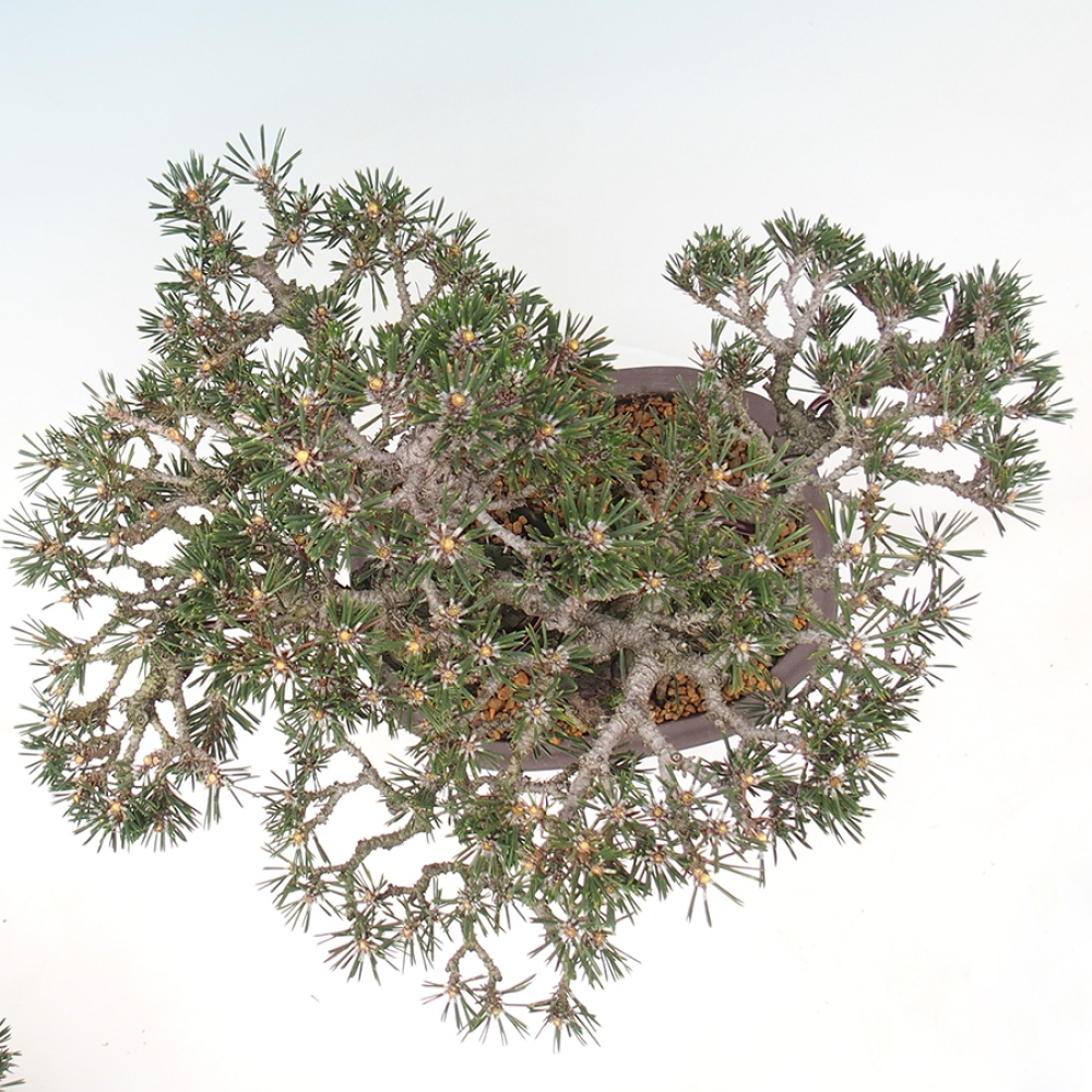 Outdoor bonsai - Pinus thunbergii Kotobuki - Sosna Thunberga