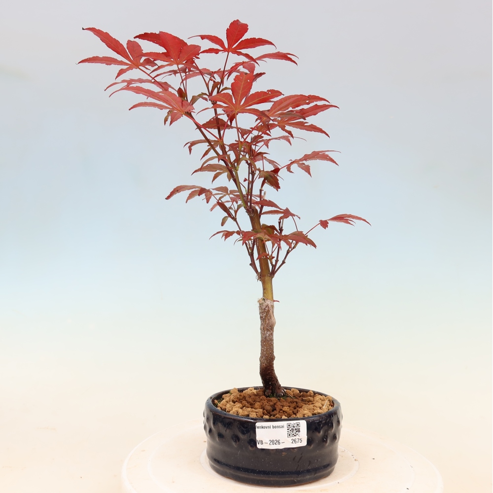 Bonsai na zewnątrz - Palma Acer. Atropurpureum-Javor palmate