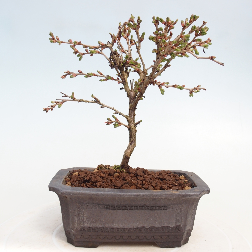 Outdoor bonsai - Prunus incisa Kojou-no mai-Plivon wycięty