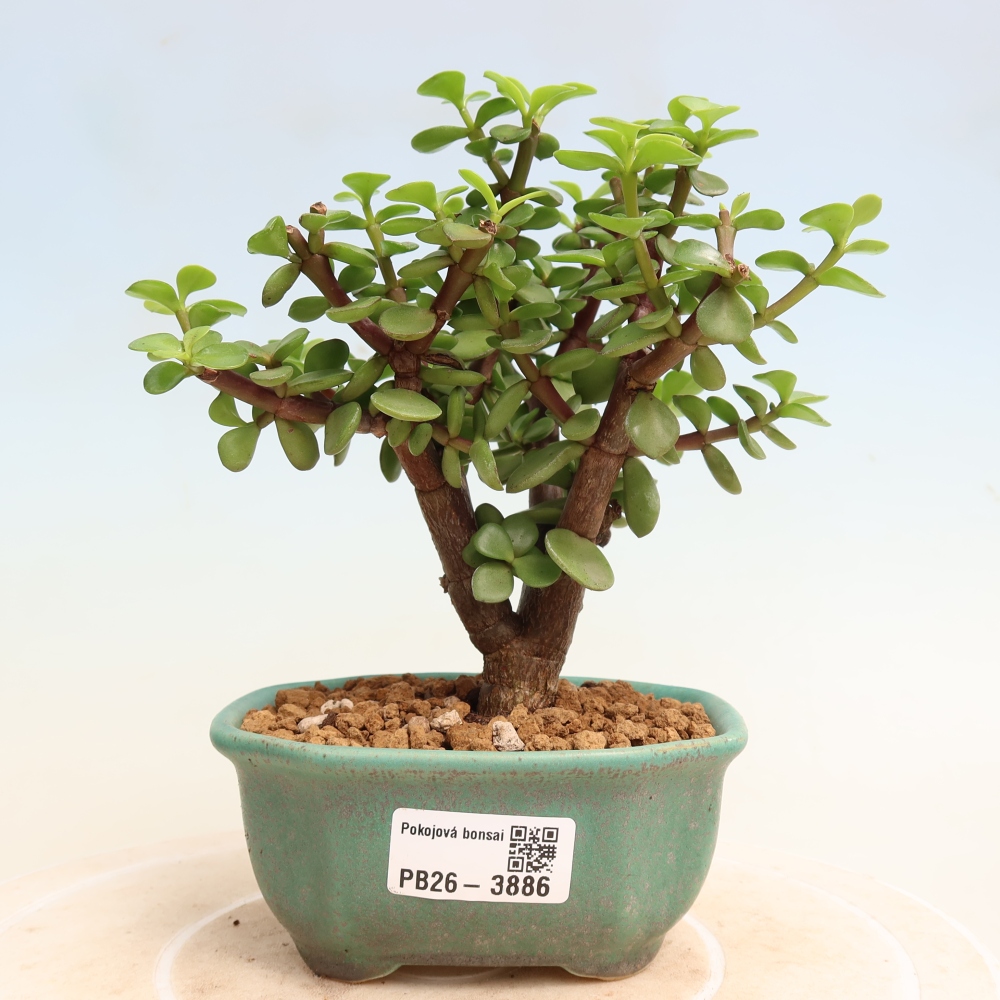 Pokój bonsai - Portulakaria Afra - Tlustice